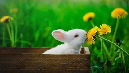 水果尸体浮出水面：巨人观背后的惊悚真相